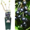 Blackcurrant - Ribes Nigrum Titania (3L)