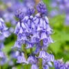 Bluebell Bulbs - 6 Pack