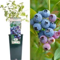 Blueberry - Vaccinium Corymbosum Bluecrop
