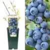 Blueberry - Vaccinium Corymbosum Duke (3L)