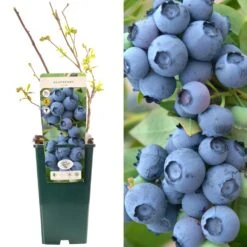 Blueberry - Vaccinium Corymbosum Duke (3L)