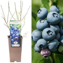 Blueberry - Vaccinium Corymbosum Jersey