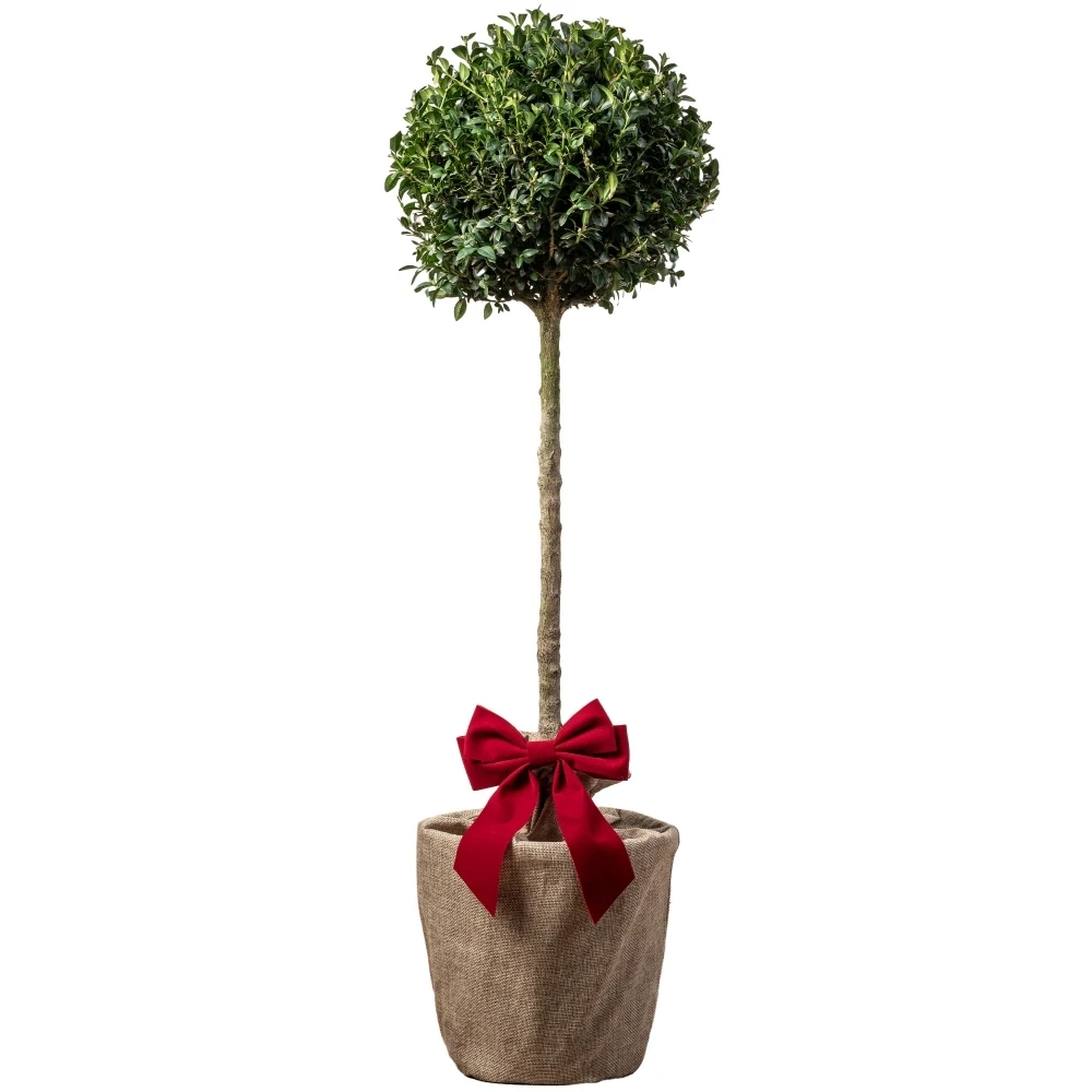 Box Buxus Ball Topiary Patio Tree In Festive Christmas Wrapping 1 Box Buxus Ball Topiary Patio Tree In Festive Christmas Wrapping