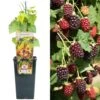 Boysenberry - Rubus Ursinus X Idaeus