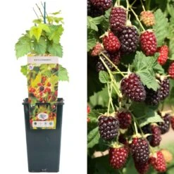 Boysenberry - Rubus Ursinus X Idaeus