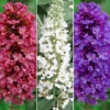 Buddleia Petite Mix