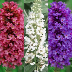 Buddleia Petite Mix