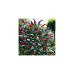Buddleia Tricolour - Butterfly Bush (3 X 9cm)
