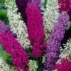 Buddleia Tricolour Butterfly Bush