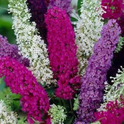 Buddleia Tricolour Butterfly Bush