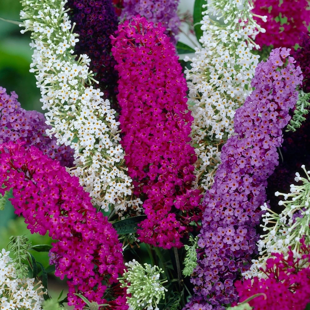 Buddleia Tricolour Butterfly Bush 1 Buddleia Tricolour Butterfly Bush