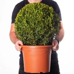 Buxus Ball Plant (40cm Diameter)