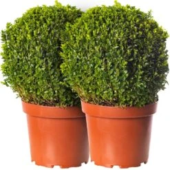 Buxus Ball Topiary - 2 Pack - 30cm Diameter