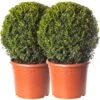 Buxus Ball Topiary - 2 Pack - 40cm Diameter