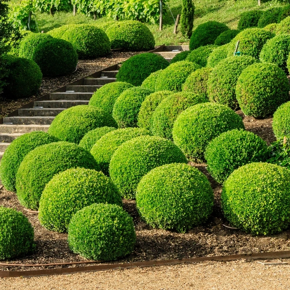 Buxus Ball Topiary - Collection 1 Buxus Ball Topiary - Collection