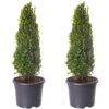 Buxus Pyramid Topiary - 2 Pack - 40-50cm Height