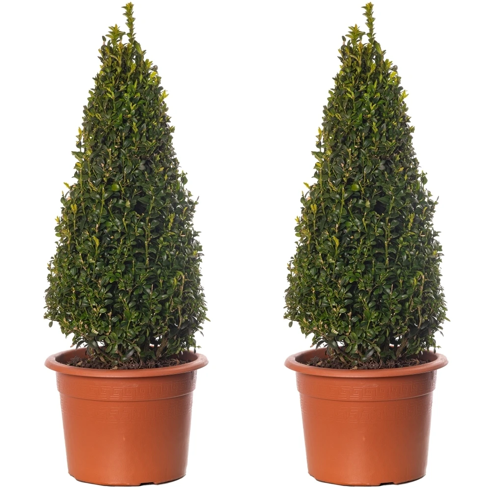 Buxus Pyramid Topiary - 2 Pack - 50-60cm Height 1 Buxus Pyramid Topiary - 2 Pack - 50-60cm Height