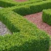 Buxus Sempervirens - Box Hedging Plant (13cm)