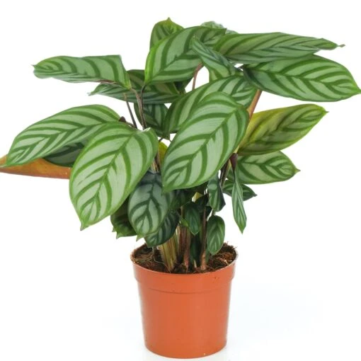 Calathea Compact Star -Garden Plant Seed Store calathea compact star p4698 37280 image
