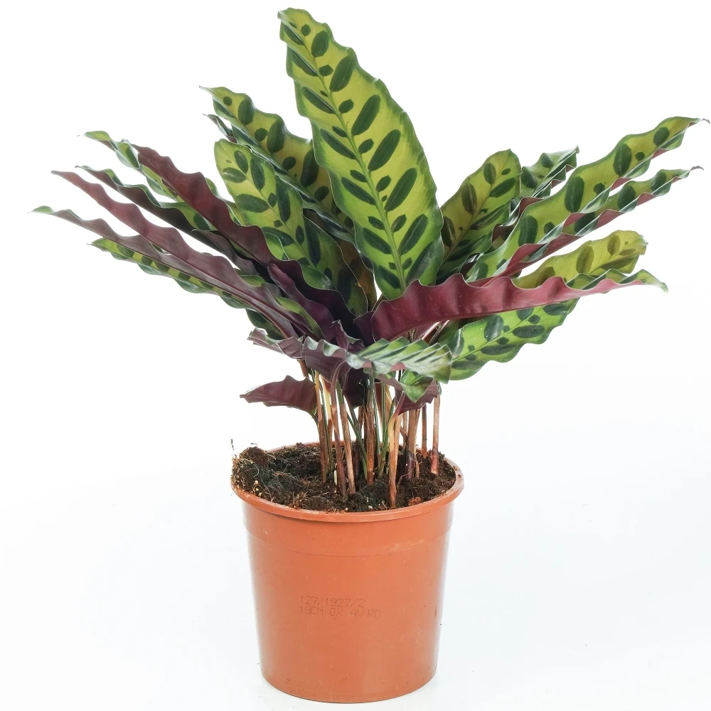 Calathea Insignis 1 Calathea Insignis