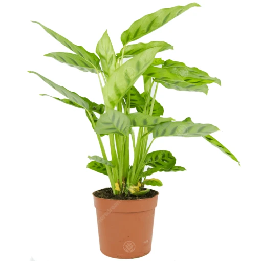 Calathea Leopardina -Garden Plant Seed Store calathea leopardina p3972 30978 image