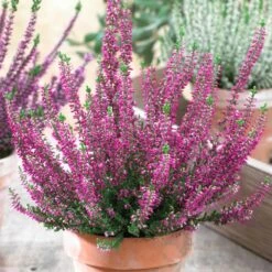 Calluna Beauty Ladies Pink Heathers (9cm)
