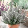 Calluna Beauty Ladies White Heathers (9cm)