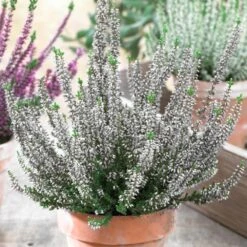 Calluna Beauty Ladies White Heathers (9cm)