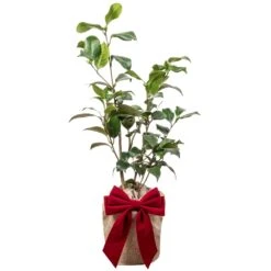 Camellia Plant In Festive Christmas Wrapping