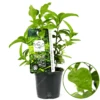 Camellia Sinensis Tea Plant 11cm Pot