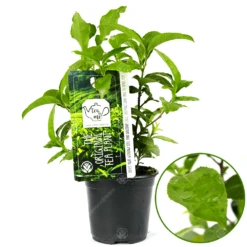 Camellia Sinensis Tea Plant 11cm Pot