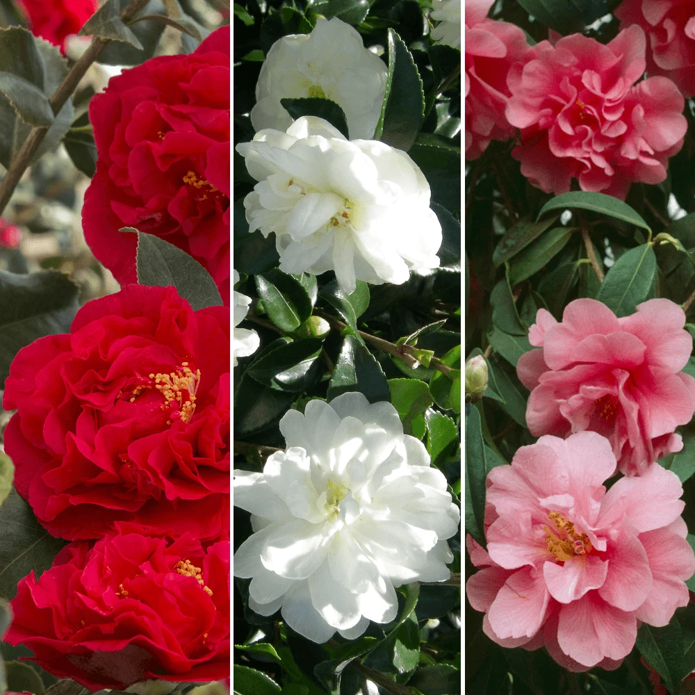 Camellia Tricolour Collection 1 Camellia Tricolour Collection