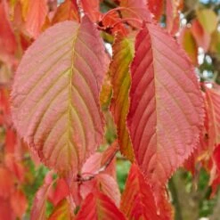 Carpinus Betulus Rockhampton Red Tree