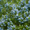 Ceanothus Thyrsiflorus Victoria (9cm)