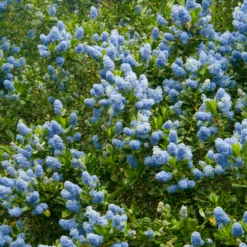 Ceanothus Thyrsiflorus Victoria (9cm)