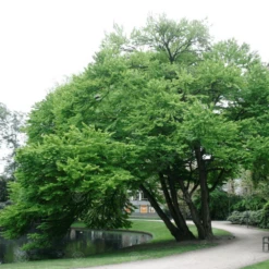 Cercidiphyllum Japonicum Tree