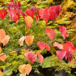 Cercis Canadensis Forest Pansy Tree