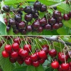 Cherry Duo Tree