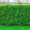 Cherry Laurel Bare Root Hedge (1ft - 3ft)