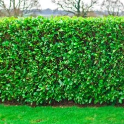 Cherry Laurel Bare Root Hedge (1ft - 3ft)
