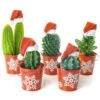 Christmas Cactus Mix