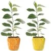 Citrus Duo - Lemon & Orange In 9cm Ceramic Pots