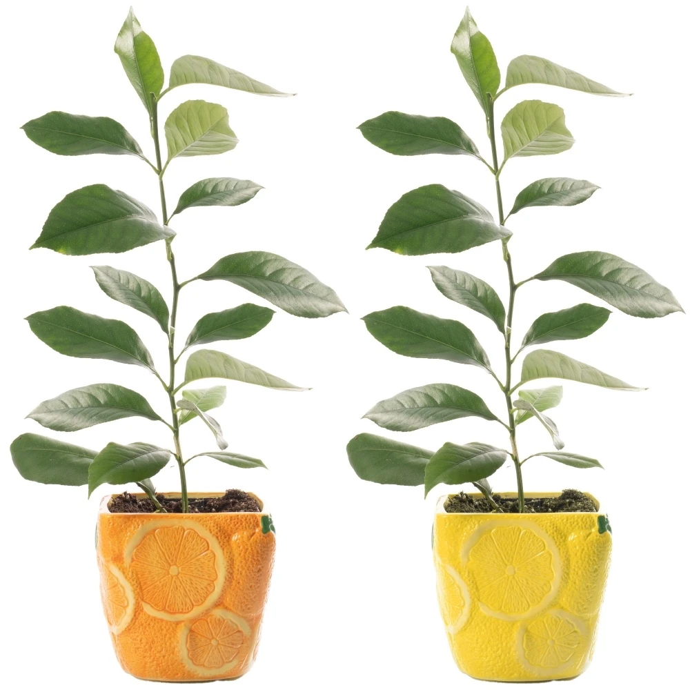 Citrus Duo - Lemon & Orange In 9cm Ceramic Pots 1 Citrus Duo - Lemon & Orange In 9cm Ceramic Pots