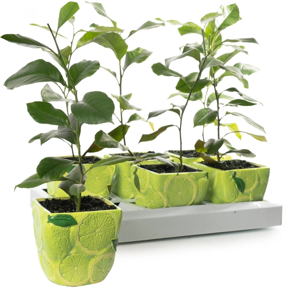 Citrus Lime In 9cm Ceramic Pot 1 Citrus Lime In 9cm Ceramic Pot