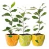 Citrus Trio - Lemon, Lime & Orange In 9cm Ceramic Pots