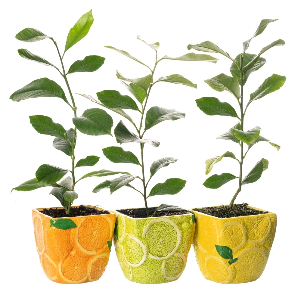 Citrus Trio - Lemon, Lime & Orange In 9cm Ceramic Pots 1 Citrus Trio - Lemon, Lime & Orange In 9cm Ceramic Pots