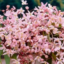 Clematis Apple Blossom