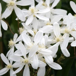 Clematis Armandii (9cm)