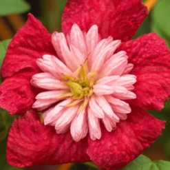 Clematis Avant Garde