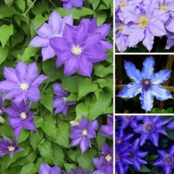 Clematis Blue Purple Coloured Large Flowering Climber Hardy